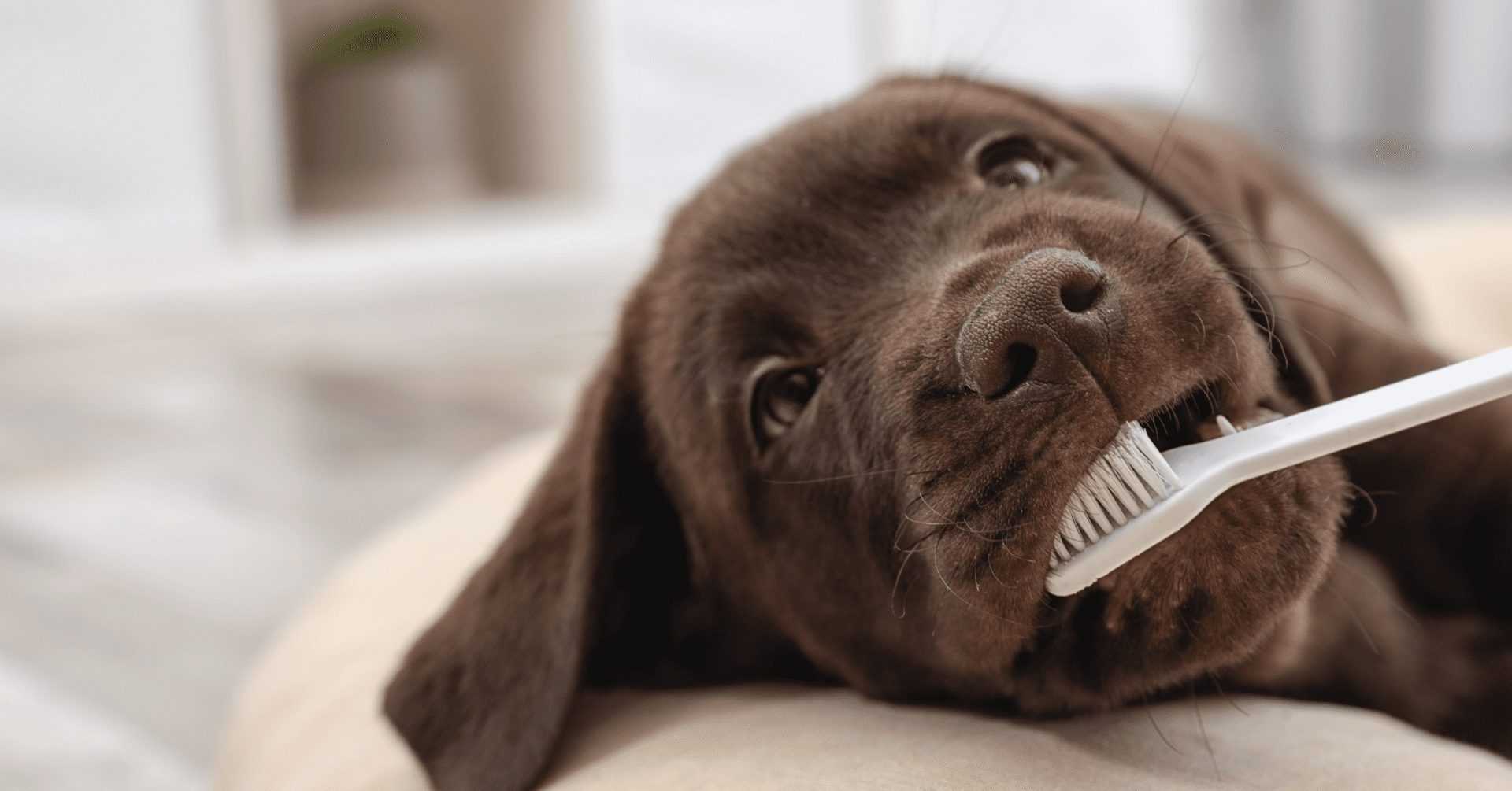 Dog’s Oral Hygiene 01 Dog's Oral Hygiene 01